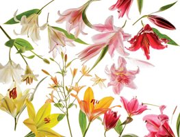 "Dream Team's" Portland Garden
Garden Design
Calimesa, CA