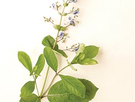 "Dream Team's" Portland Garden
Garden Design
Calimesa, CA