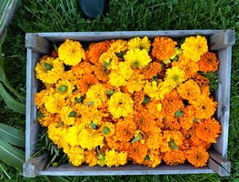 "Dream Team's" Portland Garden
Garden Design
Calimesa, CA