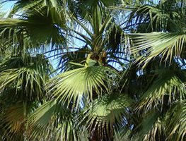 "Dream Team's" Portland Garden
Garden Design
Calimesa, CA