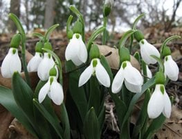 Giant-Snowdrop
"Dream Team's" Portland Garden
Garden Design
Calimesa, CA