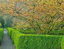 Loughrey_hamamelis_intermedia_jelena
"Dream Team's" Portland Garden
Garden Design
Calimesa, CA