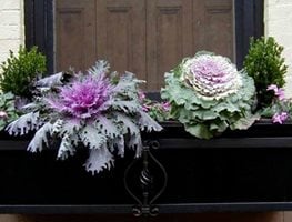 Mobot
"Dream Team's" Portland Garden
Garden Design
Calimesa, CA