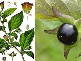 Nightlock
"Dream Team's" Portland Garden
Garden Design
Calimesa, CA