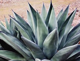 Plant
"Dream Team's" Portland Garden
Garden Design
Calimesa, CA