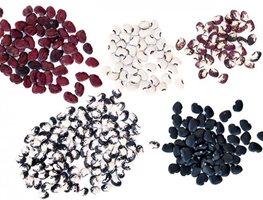 Seeds 101
"Dream Team's" Portland Garden
Garden Design
Calimesa, CA