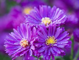 Symphyotrichum Novae-Angliae, Purple Dome, New England Aster, Deep Purple Flower
"Dream Team's" Portland Garden
Garden Design
Calimesa, CA