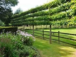 Versatility Of Espaliers
"Dream Team's" Portland Garden
Garden Design
Calimesa, CA