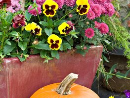 Add Color With Annuals
Garden Design
Calimesa, CA