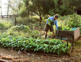 Add Compost And Fertilizer
Garden Design
Calimesa, CA