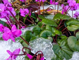 Add Cyclamen, Citrus, And Conifers For Winter Interest
Garden Design
Calimesa, CA