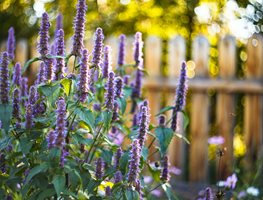 Add More Perennials To Your Garden
Garden Design
Calimesa, CA