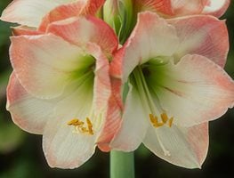 Amaryllis, Bulb, Apple Blossom
Garden Design
Calimesa, CA