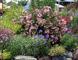 Annie’s Annuals And Perennials.
Garden Design
Calimesa, CA