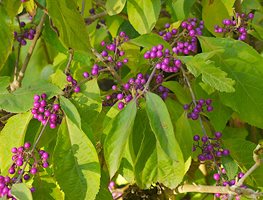 Beautyberry, Callicarpa, Purple Berries
Garden Design
Calimesa, CA