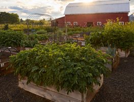 Beekman 1802 Farm
Garden Design
Calimesa, CA