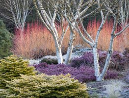 Betula Apoiensus, Mount Apoi, Birch Tree
Bressingham Gardens
Norfolk, England
