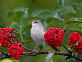 Bird, Berry Bush, Red Berries
Shutterstock.com
New York, NY