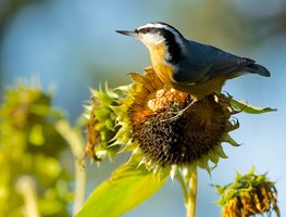 Bird Sunflower, Red Breasted
Garden Design
Calimesa, CA