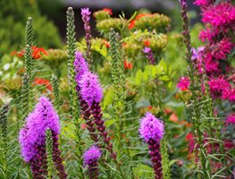 Blazing Star
Garden Design
Calimesa, CA
