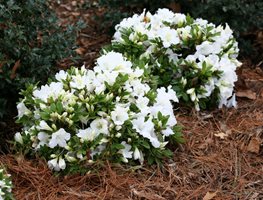 Bloom-A-Thon Reblooming Azalea
Garden Design
Calimesa, CA