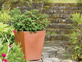 Brazzelberries, Raspberry, Container
Brazelberries
Gaston , OR