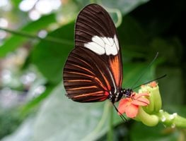 Butterfly On Flower, Orange And Black Butterfly, Pollinator
Shutterstock.com
New York, NY