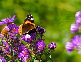 Butterfly, Purple Flowers
Garden Design
Calimesa, CA