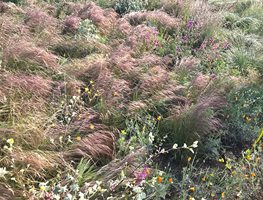 California Natives
Garden Design
Calimesa, CA