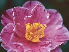 Camellia Madame De Strekaloff, Streaked Camellia
Leu Gardens
Orlando, FL