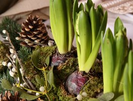 Care For Indoor Bulbs
Garden Design
Calimesa, CA