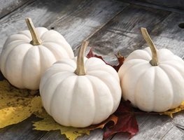 ‘casperita’ Pumpkin.
Garden Design
Calimesa, CA