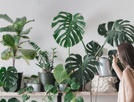 Check On Houseplants
Garden Design
Calimesa, CA