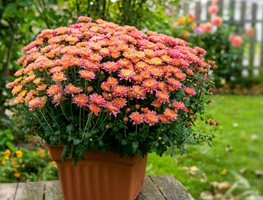 Chrysanthemums
Garden Design
Calimesa, CA