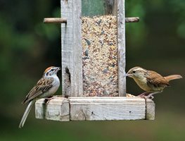 Clean And Refill Bird Feeders
Garden Design
Calimesa, CA