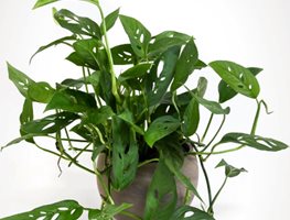 Clean & Refresh Houseplants
Garden Design
Calimesa, CA