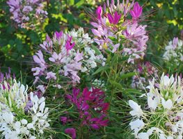 Cleome Spider Flower Mix Organic
Garden Design
Calimesa, CA