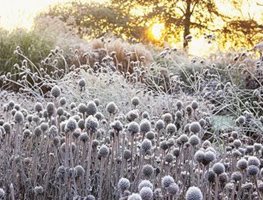 Closing The Garden
Garden Design
Calimesa, CA