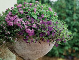 Container Gardens
Garden Design
Calimesa, CA