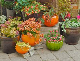 Container Grouping, Fall Containers
Garden Design
Calimesa, CA