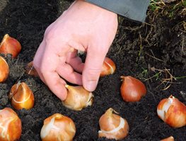 Continue Planting Bulbs
Garden Design
Calimesa, CA