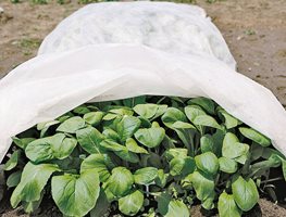 Continue Transplanting Cool-Season Crops
Garden Design
Calimesa, CA