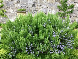 Control Mosquitos
Garden Design
Calimesa, CA