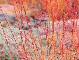 Cornus Sanjuinea, Midwinter Fire, Red Branches
Garden Design
Calimesa, CA