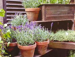 Cut Back And Divide Perennials
Garden Design
Calimesa, CA