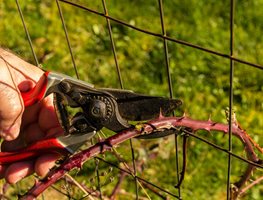 Cut Back Blackberries
Garden Design
Calimesa, CA