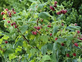 Cut Back Blackberry And Raspberry Canes
Garden Design
Calimesa, CA