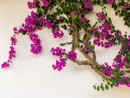 Cut Back Bougainvillea & Other Vines
Garden Design
Calimesa, CA