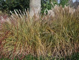 Cut Back & Divide Ornamental Grasses
Garden Design
Calimesa, CA