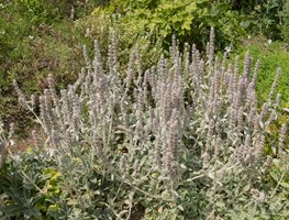 Cut Back Mediterranean Plants
Garden Design
Calimesa, CA